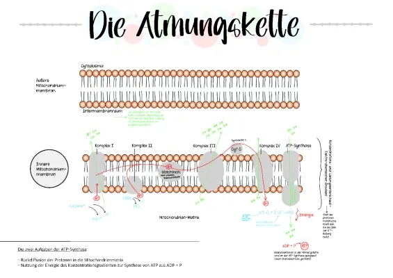 Atmungskette 