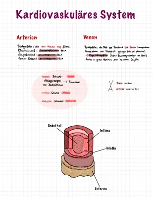 Unterschied Arterien und Venen: Tabelle, Aufbau und mehr