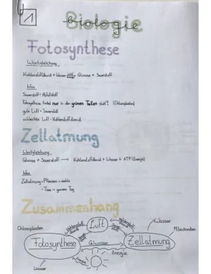 Fotosynthese und Zellatmung Arbeitsblatt Lösungen - Klasse 7