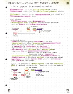 Alles über Genregulation, Crossing-Over und Epigenetik: Einfach erklärt