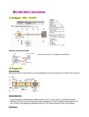 Neurobiologie: Ruhepotential und Aktionspotential einfach erklärt (Gymnasium)