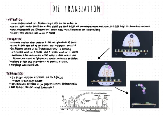 Easy Translation for Biology: mRNA, Initiation, Elongation, and Termination