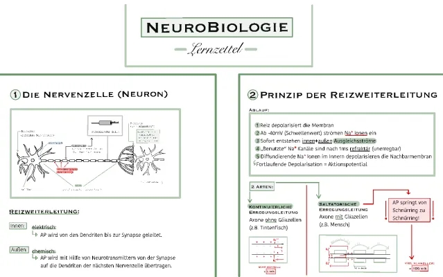 Neurobiologie Lernzettel PDF: Reizweiterleitung und Aktionspotential einfach erklärt