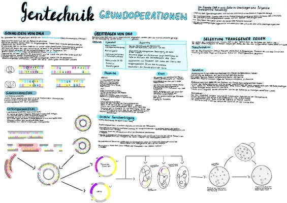 Grundoperationen der Gentechnik: Restriktionsenzyme und Vektoren einfach erklärt