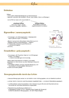 Welche Reflexe gibt es? Beispiele für bedingte, unbedingte und polysynaptische Reflexe