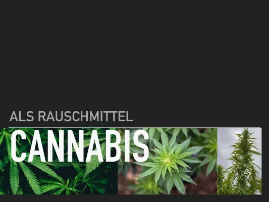 Alles über Cannabis: Gesetze, Legalisierung und Geschichte in Deutschland