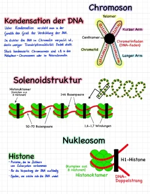 DNA-Kondensation einfach erklärt: Aufbau, Funktion und Bedeutung