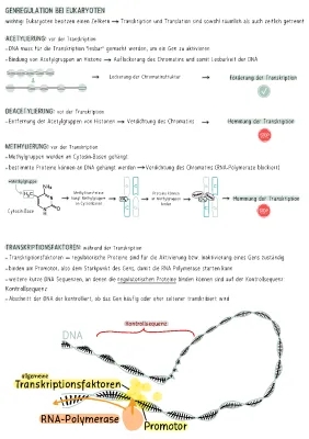 Genregulation bei Eukaryoten: Transkriptionsfaktoren, Methylierung und Alternatives Spleißen