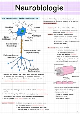 Résumé Neurobiologie Abitur: Biologie, Bioélectricité, et Plus!