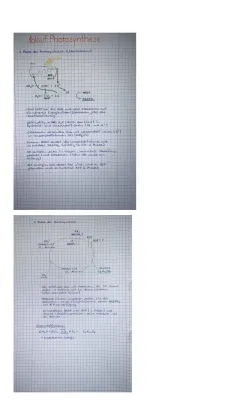 Einfache Erklärung der Photosynthese mit Ablauf und Formel