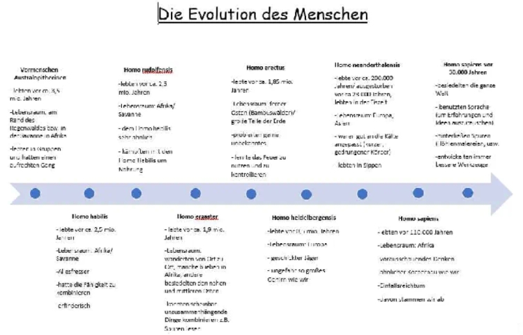 Zeitstrahl Evolution des Menschen und Stammbaum für Klasse 5