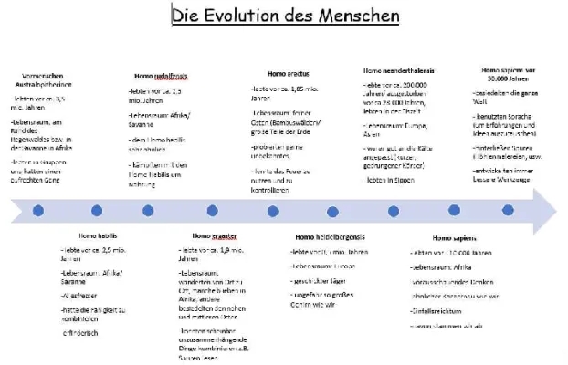 Zeitstrahl Evolution des Menschen und Stammbaum für Klasse 5