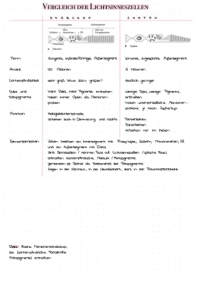 Vergleich Stäbchen und Zapfen: Unterschiede, Gemeinsamkeiten und Funktionen