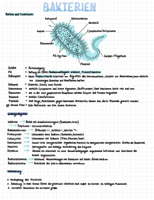 Bakterien Steckbrief und Vermehrung einfach erklärt - Aufbau Arbeitsblatt