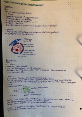 Zellorganellen und ihre Funktionen: Eine Tabelle für Dich!