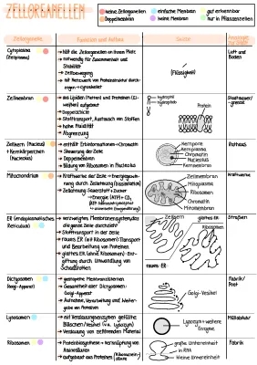 Was sind Zellorganellen? Tabelle und Funktionen einfach erklärt