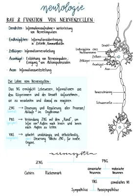 Ruhepotential Nervenzelle einfach erklärt - Aktionspotential und Reizweiterleitung im Nervensystem