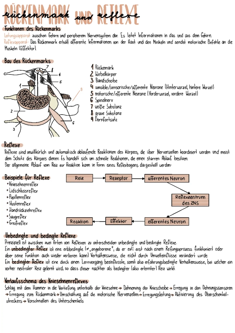 Rückenmark-Aufbau und Reflexe: Was du wissen musst