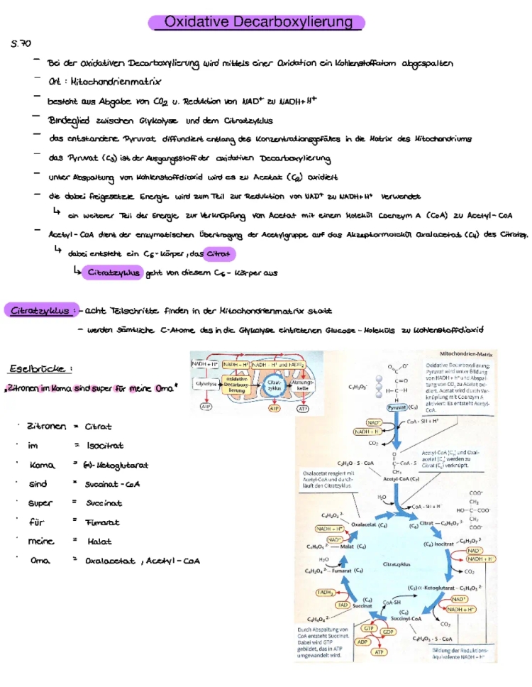 Oxidative Decarboxylierung und Glykolyse einfach erklärt