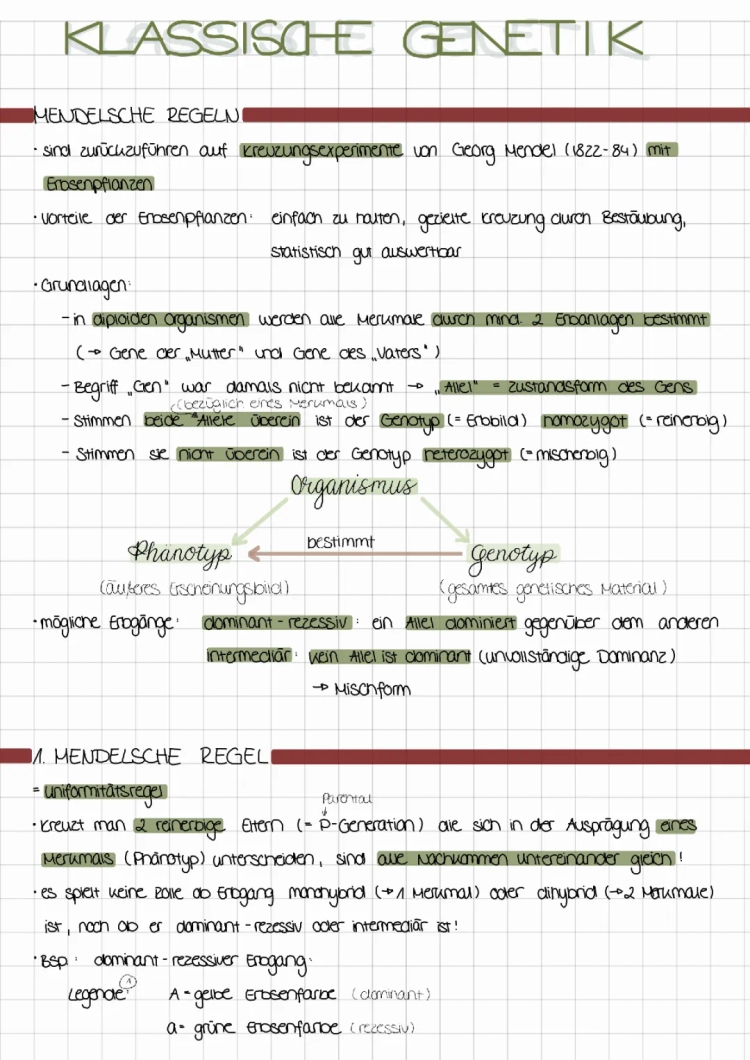 Klassische Genetik Zusammenfassung: Mendelsche Regeln und Genetische Vererbung einfach erklärt