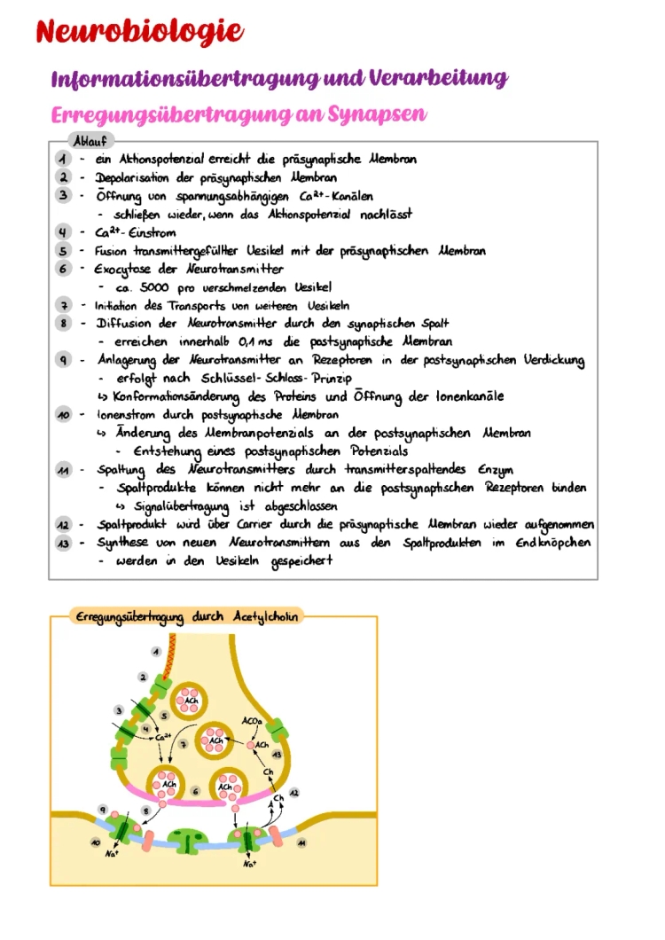 Erregungsübertragung an der Synapse - Einfach erklärt mit Synapse Aufbau und Arbeitsblatt