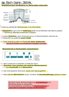 Patch-Clamp-Technik einfach erklärt - Neuron Aufbau und Nervenzelle Funktion