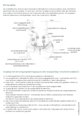 Synapse Aufbau und Funktion: Erregungsübertragung einfach erklärt