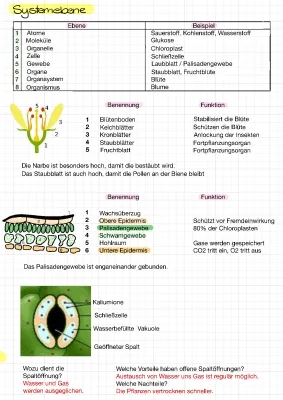 Systemebenen Biologie: Ein Arbeitsblatt mit Beispielen und Definitionen