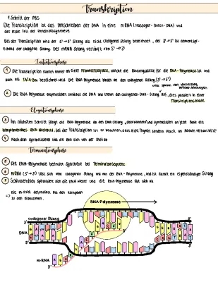 Transkription Ablauf einfach erklärt - Biologie verstehen