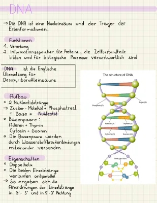 Unterschiede und Gemeinsamkeiten von DNA und RNA - Einfach erklärt