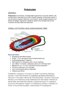 Unterschiede und Gemeinsamkeiten von Prokaryoten und Eukaryoten leicht erklärt