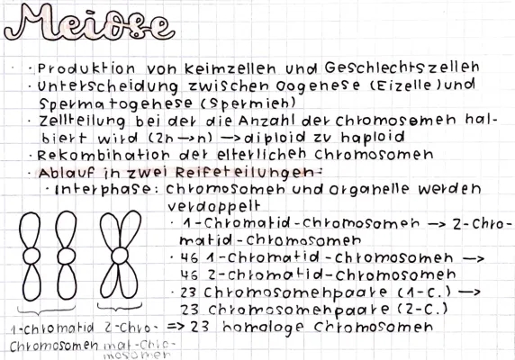 Meiose einfach erklärt: Ablauf, Funktionen und Phasen 🧬