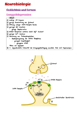 Langzeitdepression: Biologie, Mechanismus & Symptome für Kids