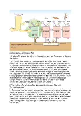 Energiefluss und Stoffkreislauf im Wald - Einfach erklärt für Kinder