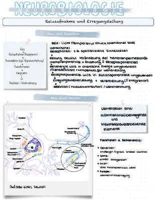 Neurobiologie Lernzettel: Nervenzelle und Synapse Aufbau, Funktion & Erregungsleitung