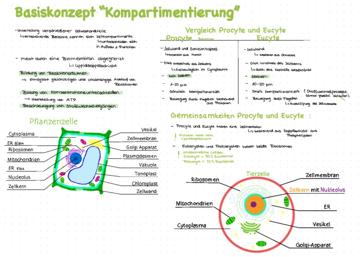 Basiskonzepte Biologie: Kompartimentierung Beispiele und mehr