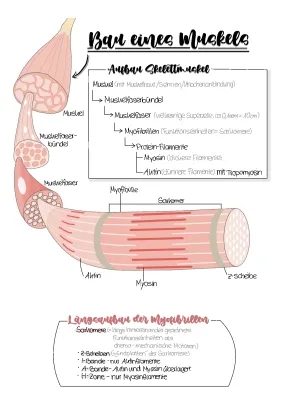 Muskelkontraktion für Kinder: Calcium, Magnesium und Mehr!