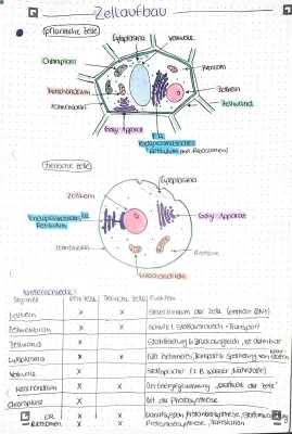 Vergleich Tierische und Pflanzliche Zelle: Aufbau, Unterschiede und Beschriftung für Klasse 5 und 7