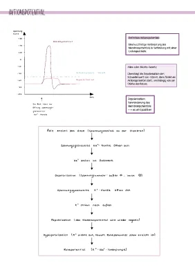 Ablauf und Phasen des Aktionspotentials - einfach erklärt