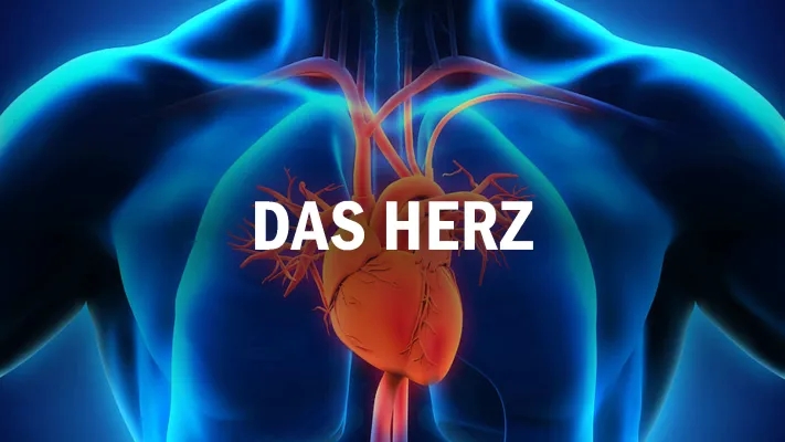 Aufbau des Herzens und Herzzyklus für Schüler: Funktion, Symptome und Herzprobleme