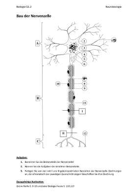 Nervenzelle Aufbau und Funktion - Zeichnungen und Arbeitsblatt