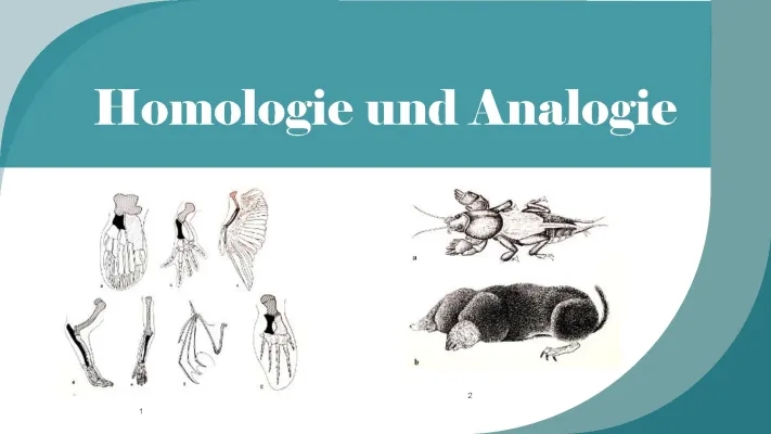 Homologie und Analogie in der Biologie: Beispiele, Kriterien und Arbeitsblätter