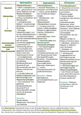 Hydrophyten und Xerophyten: Wasserhaushalt, Beispiele und Blattaufbau