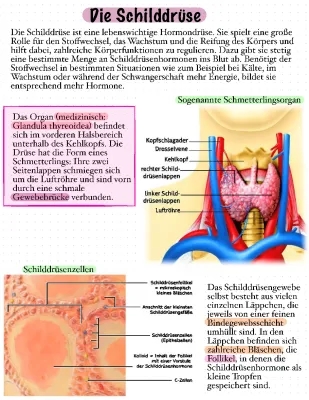 Schilddrüse: Funktion, Lage und Krankheiten erklärt