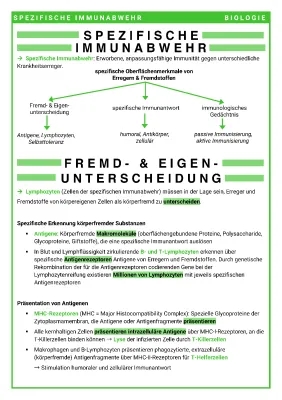 Spezifische und Unspezifische Immunabwehr einfach erklärt - Lymphozyten, T-Lymphozyten & mehr