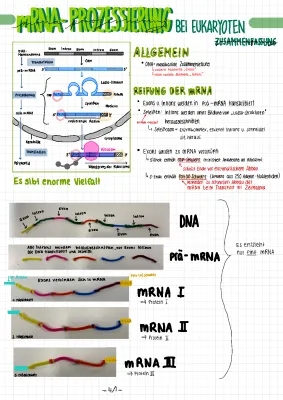 mRNA-Prozessierung und Alternatives Spleißen einfach erklärt