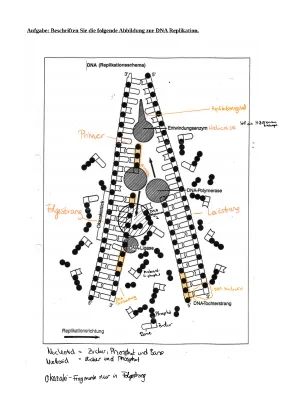 Einfache Erklärung des DNA-Replikationsablaufs mit Flussdiagramm und Beschriftung - Kostenloser PDF-Download