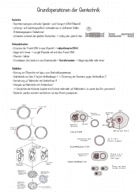 Rekombinante DNA und Transformation einfach erklärt