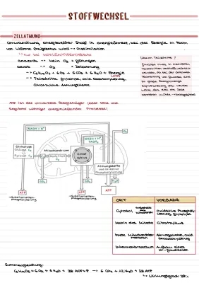 Stoffwechsel einfach erklärt: Von Kohlenhydraten über Fette bis zur Zellatmung