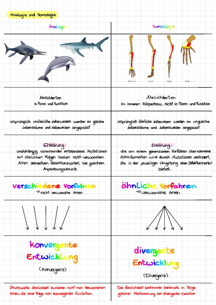 Homologie und Analogie in der Biologie: Beispiele und Unterschiede